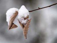 Eingerollte Herbstblätter an Zweigspitze mit Schneehaube